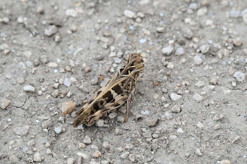 Handsome Cross Grasshopper