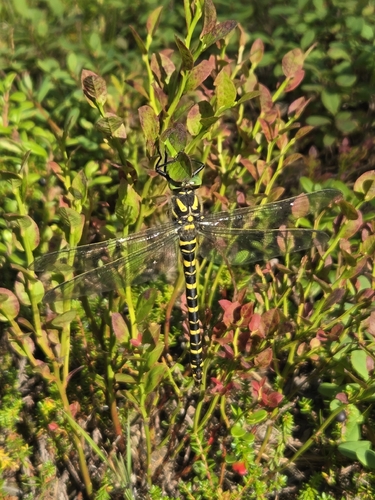 Golden-ringed Dragonfly
