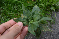 Solanum chenopodioides