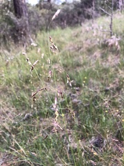 Melica subulata