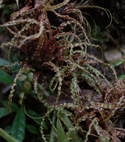 Racinaea crispa