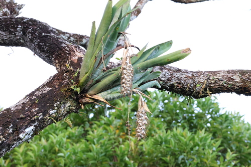 Billbergia zebrina, photograph 4