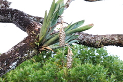 Billbergia zebrina, photograph (c) Jessica Souza, some rights reserved (CC BY)