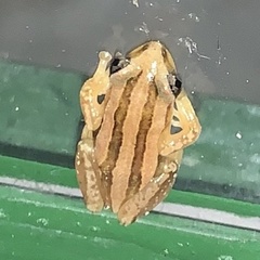 Afrixalus quadrivittatus