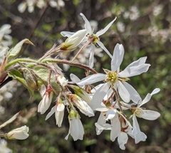 Amelanchier sanguinea