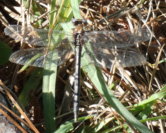 Phanogomphus lividus
