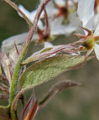 Amelanchier sanguinea