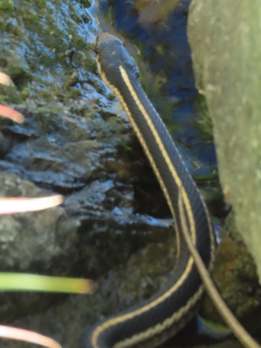 iNaturalist observation photo of Western Terrestrial Garter Snake