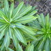 Euphorbia stygiana - Photo (c) 2011 Zoya Akulova, μερικά δικαιώματα διατηρούνται (CC BY-NC)