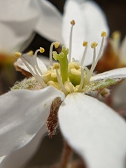 Amelanchier sanguinea