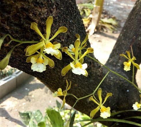 Encyclia papillosa (Bateman ex Lindl.) Aguirre-Olav.