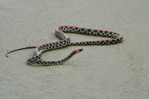 Photo of a Guanabara Spotted Night Snake (Siphlophis pulcher)