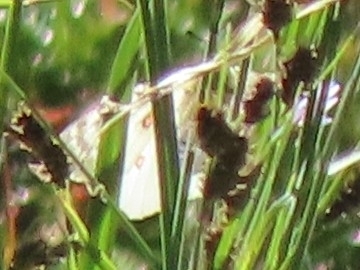 iNaturalist observation photo of Parnassius clodius baldur