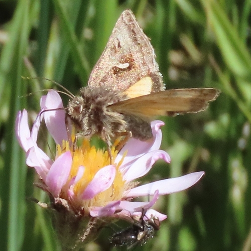 iNaturalist observation photo of Mountain Beauty Moth