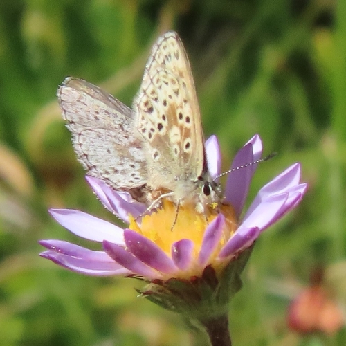 iNaturalist observation photo of Sierra Blue