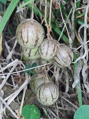 Solanum caripense