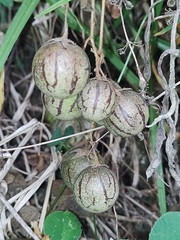 Solanum caripense