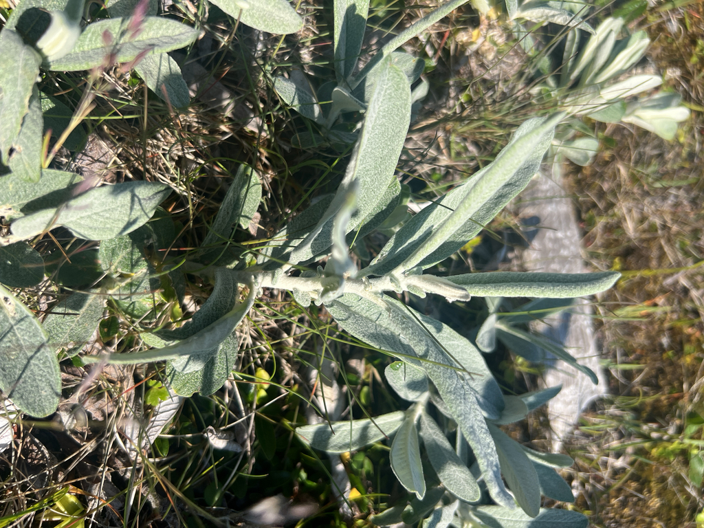 Salix candida; photograph author not stated, no rights reserved