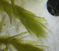 Fontinalis hypnoides