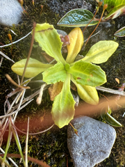 Primula mistassinica, photograph author not stated, no rights reserved