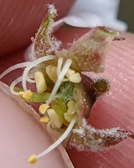 Amelanchier sanguinea