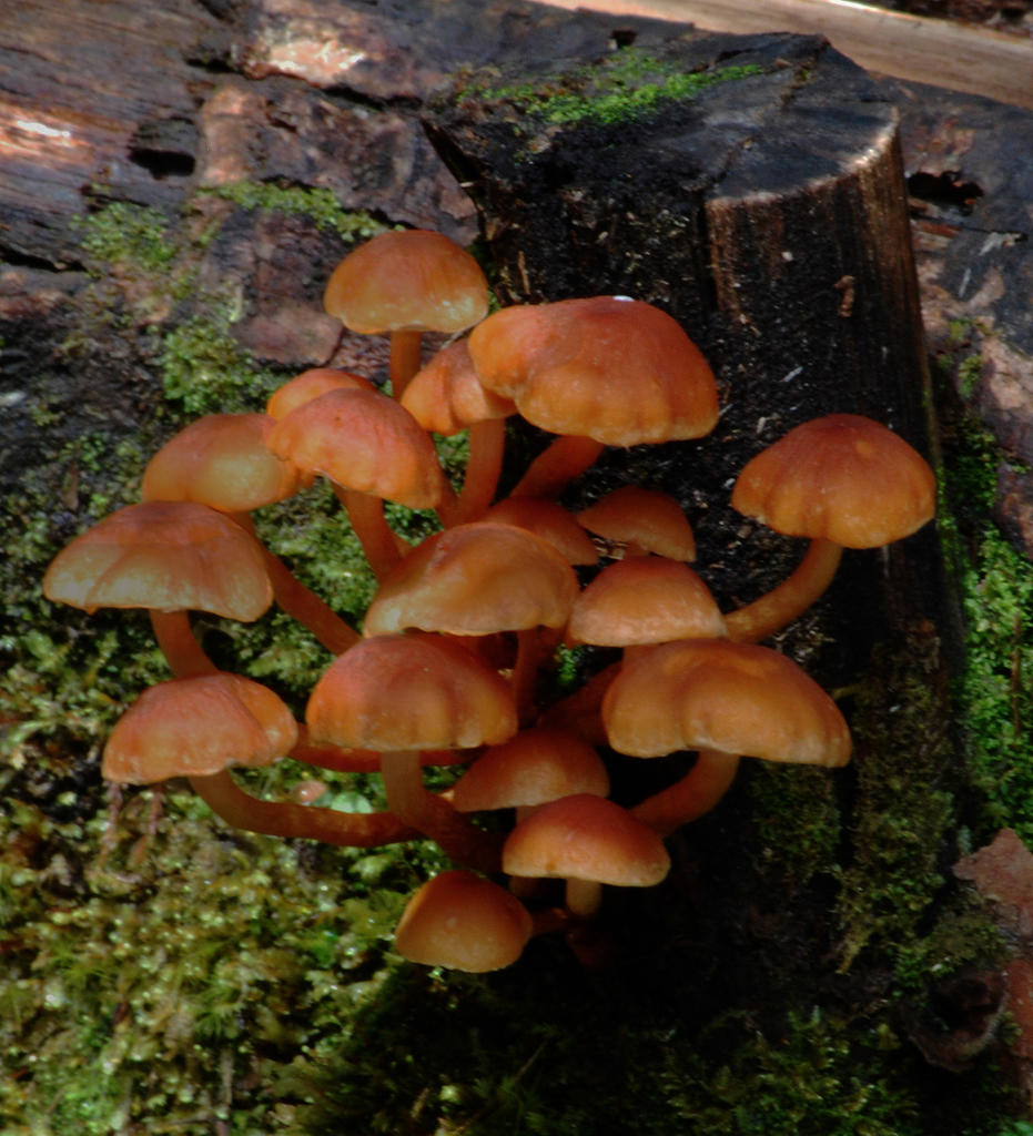 Mycena leana · August 2010 · photo: © desertnaturalist (iNaturalist, cc-by-nc)