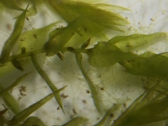 Fontinalis hypnoides