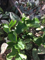 Trillium grandiflorum
