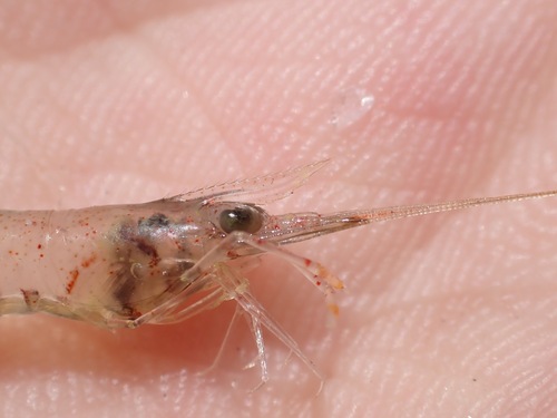 Macrobrachium australe observed 2026-07-02