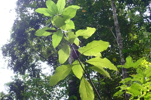 Opposite Leaf Fig