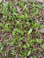 Allium ochotense