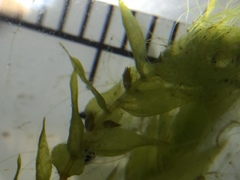 Fontinalis hypnoides