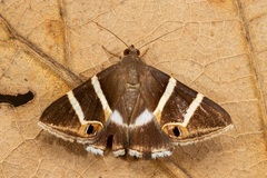 Grammodes oculicola