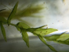 Fontinalis hypnoides