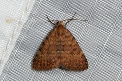 Dichromodes disputata