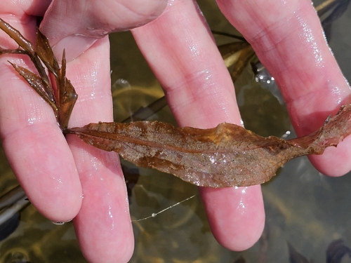 Potamogeton illinoensis, photograph 4