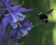 Bombus