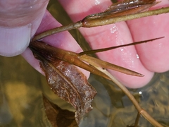 Potamogeton illinoensis, photograph (c) Norma Malinowski, some rights reserved (CC BY)