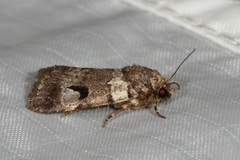 Thoracolopha flexirena