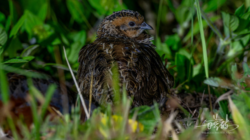 Synoicus chinensis observed 2026-07-24