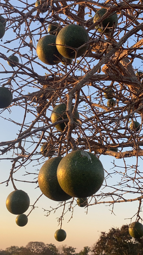 Corky Monkey Orange