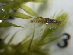 Fontinalis hypnoides