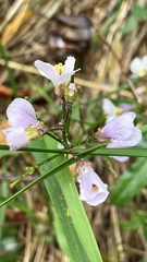 Cardamine nuttallii