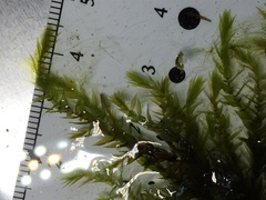 Fontinalis hypnoides