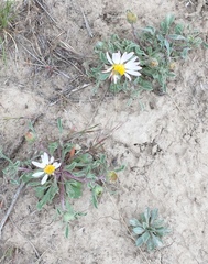 Townsendia florifera