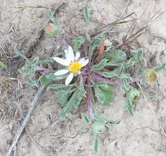 Townsendia florifera