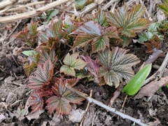 Filipendula camtschatica