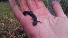 Aneides klamathensis