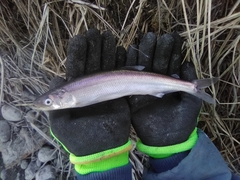 Thaleichthys pacificus