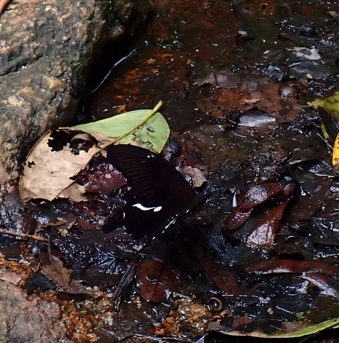 Papilio chaon annulus